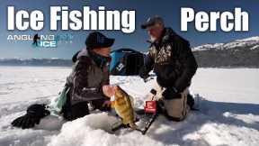 Ice Fishing Perch
