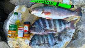 Catch n' Cook BIG FAT Sheepshead (INSANE BITE!)