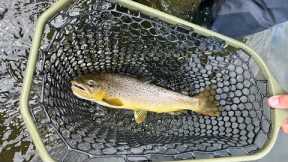 Gotta LOVE FLY-FISHING for Wild Trout in Central PA!!