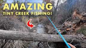 The Small Creek With Surprisingly Large Fish! (Tenkara Fly Fishing)