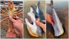 Awesome Fishing! Catching Seafood's 🦐🦀 Deep Sea Octopus, Lobster, Crab, Fish /P170