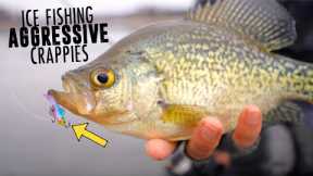 Ice Fishing  HUGE School of Aggressive Crappies!