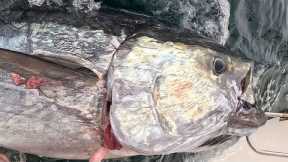 How Do You Catch Real Life Sea Monsters? {Giant Bluefin Tuna North Carolina 2 Miles From the Beach}
