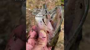 Easiest way to Catch Fish