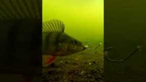 Smartest fish in the world. #shorts #fishing #new