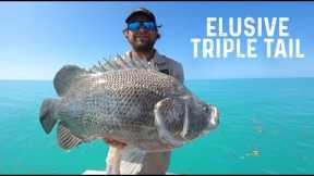 Catching The Elusive Triple Tail (catch, clean, cook) Best Fish Taco Recipe