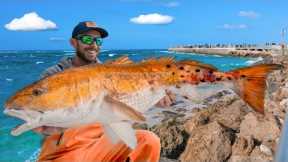 Chasing Giant Drum On Most Chaotic Pier! Catch Clean & Cook