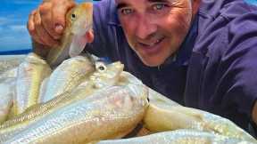 BIG Fish Bait Catch N Cook Rottnest Fishing