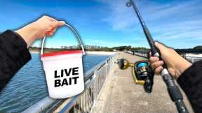 Eating Whatever I Catch.. Bridge BEAST! (Catch and Cook)