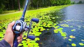 Searching for GIANT Bass in PADS! (Lake Fishing)