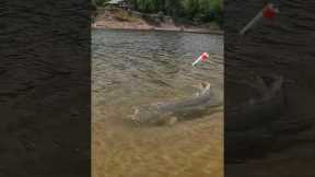 Does BIG Bait EQUAL Big FISH⁉️(Find Out)(Personal BEST❓)