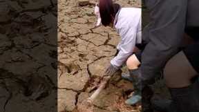 Catching fish in the dry season, catfish hiding in the mud