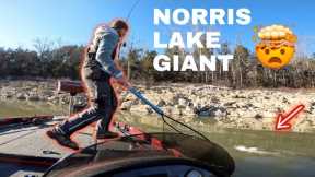 Bass fishing Norris lake middle of February.