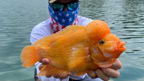 The CRAZIEST FISH I’ve ever SEEN !!!! (MIDAS CICHLID Catch Clean and Cook)