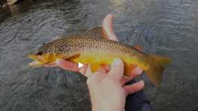 Fly-Fishing, EXPLORING More of PA's Class A Tribs. Again,  SO MUCH FUN!!
