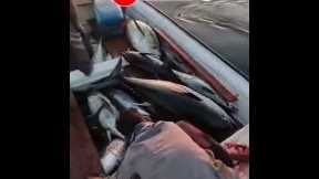 Big Tuna Fishes #shorts #youtubeshorts #viral #fishing
