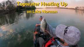Some Pre-Spawn Kayak Bass Fishing on Lake Norman