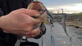 Lake of the Ozarks Fishing!! #fishing #largemouth #largemouthbassfishing
