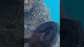 Outdoor funny fishing❤️🎣xilihala underwater fishing camera logs fishes moving🐟📷