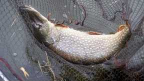The BIGGEST River Fish I've Ever Caught! Smashed It at my Feet!