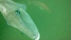 UNDERWATER CAMERA - AMAZING SHEEPSHEAD FOOTAGE!