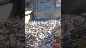 Fish caught in ocean