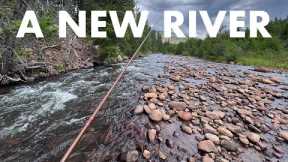 I Wasn't Expecting to Catch This Species Here! (Tenkara Fly Fishing)