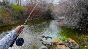 Fishing and Exploring a REMOTE Trout Stream | Idaho Fly-Fishing Pt.1
