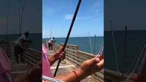 Catching a Pier GIANT and Eating it 🎣