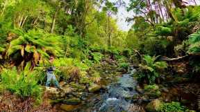 Dry Fly Fishing for Wild Brown Trout in the Rainforest