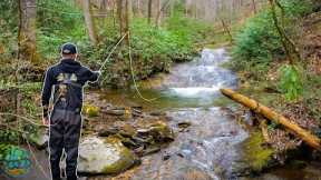 One of The PRETTIEST Places to Trout Fish!! || 3 Days of Fly Fishing North Carolina