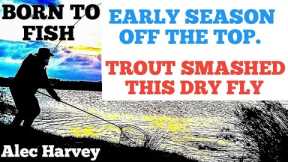 FLY FISHING -  EARLY SEASON DRY FLY ACTION.