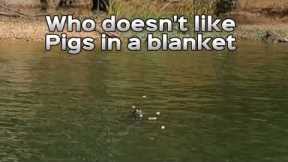 I noticed I was being followed on Eufaula Lake while fishing and this is what happened, #fishing
