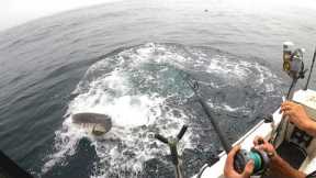 Offshore Tuna Fishing, We Caught a SEA MONSTER