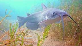 Catfishing a CRYSTAL CLEAR Urban Arizona Pond! (Underwater Catfish Footage)