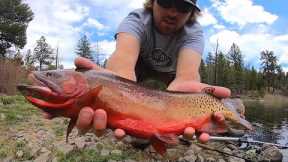 Fly Fishing the PRETTIEST Cutthroat Trout I’ve Seen!!