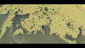 WTH is causing this!!! Fish dying at Clearlake ca.#basslake #lake