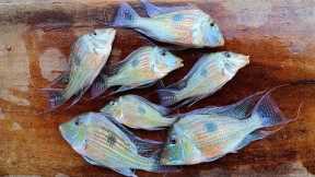 Catch n' Cook Aquarium Fish!