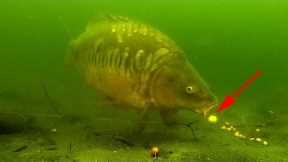 How to catch carp in front of an underwater camera 2020 (high quality).