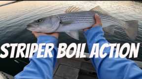 Hogan lake striper boils | 2024 | California