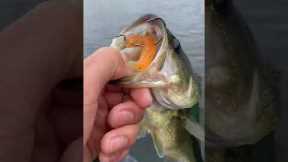 Fishing Tips for Beginners - Top 3 Ways to Catch More Bass