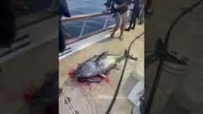 Bluefin tuna gives deckhand a death stare while being spiked
