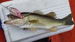 2024 Bass Fishing using a school of fish crank bait in Lumot Lake, Cavinti Laguna.  #bassfishing