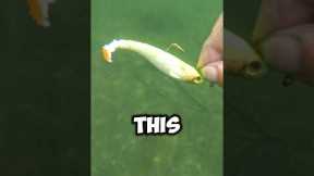 I can’t believe someone lost these lures!!