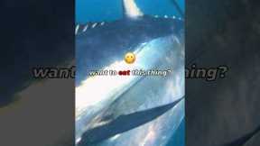 Bluefin Tuna eats Lead Weight?! 🤯 #fishing #tunafishing #bluefintuna