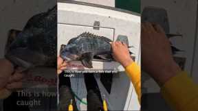 The Best Tasting Fish in the Northeast CATCH CLEAN COOK #shorts #fishing