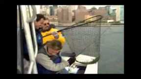 Urban Fishing in New York