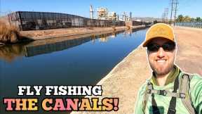 Fly Fishing a DESERT City Canal for WHATEVER BITES!