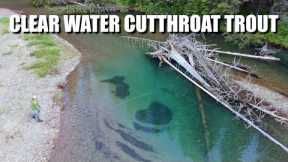 Clear Water Cutthroat Trout - Fly Fishing Cutthroat Trout in Alberta, Canada