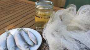 SF Bay Herring Catch & Cook | Pickled Herring + Bonus Recipe!